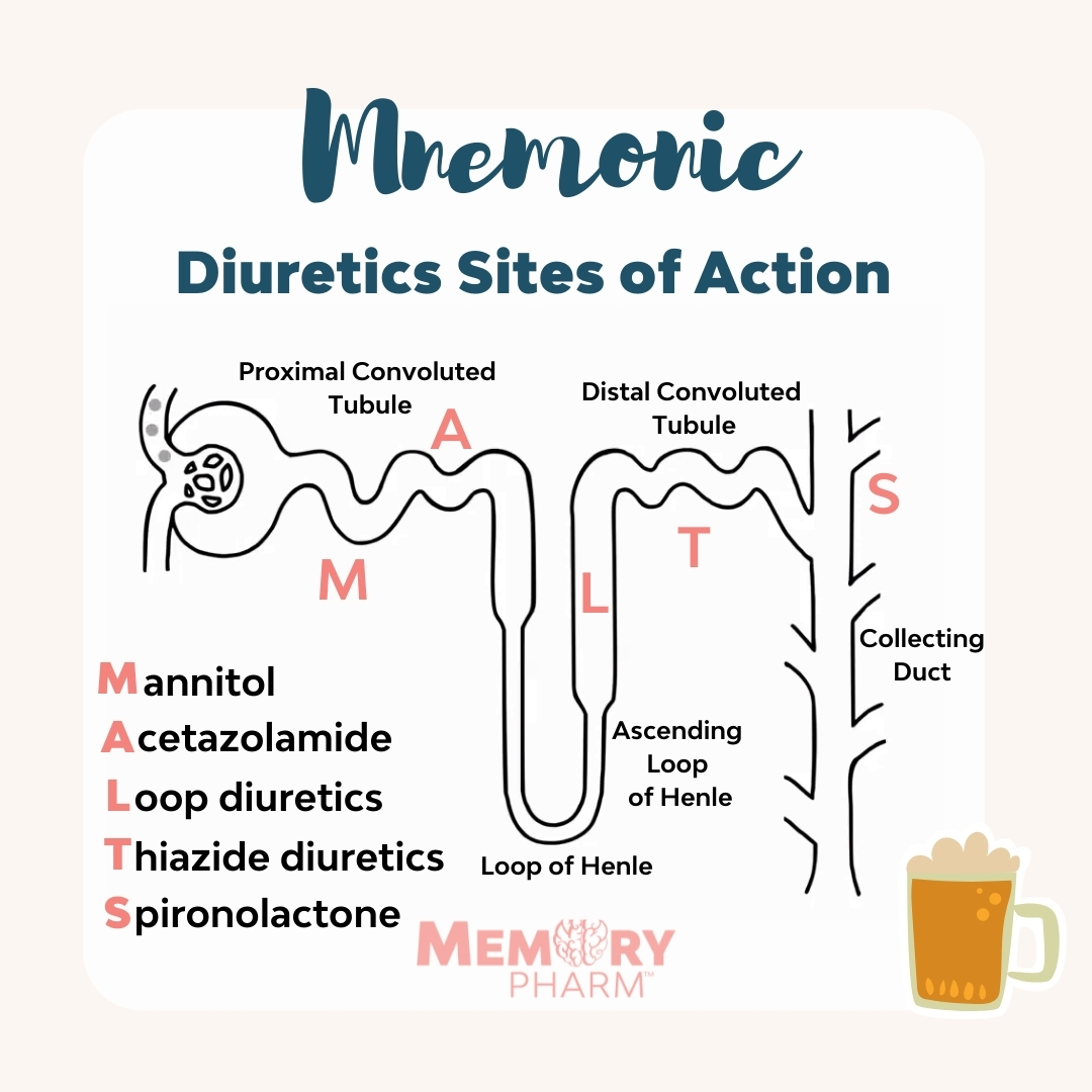 Diuretics Sites Of Action – Memory Pharm